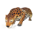 Fierce Prowling Spotted Jungle Jaguar